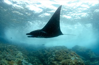 Large oceanic pelagic manta ray