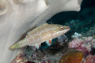 Magnificent Wrasse Magnificent Wrasse