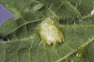 Nettle leaf gall caused by a midge