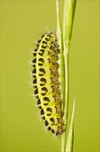 Six-spotted Burnet caterpillar