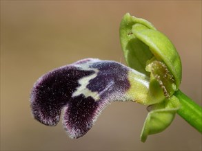 Dusky sombre bee-orchid