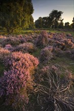 View of heathland with flowering heather in evening sunlight