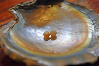 Plastic implants for the production of black cultured pearls