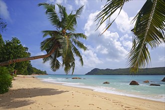 Beach and palm trees at Anse Boudin
