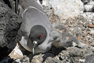 Swallow-tailed Gull with chick