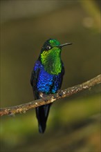 Green-crowned nymph