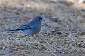 (Fringilla teydea)