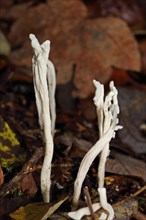 Wrinkled club fungus
