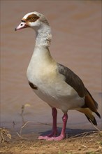 Alopochen egyptian goose