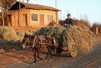 Farmer with mule and cart