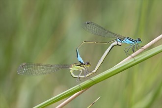 Adult mating blue-tailed damselfly