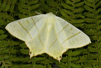 Elder moth