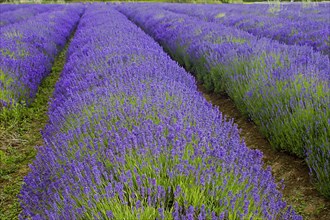 Cultivated lavender