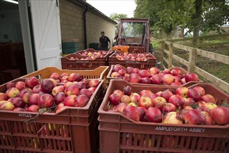 Cultivated apple harvested fruit