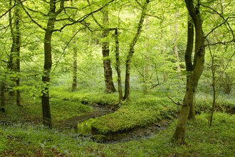 Deciduous woodland habitat with stream
