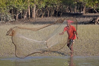Fishermen cast net at water's edge in mangrove forest