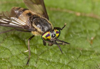 Square-spotted deer fly