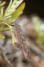European leaf-toed gecko
