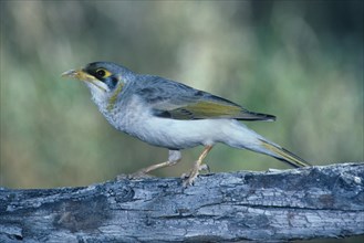 Yellow-fronted Miner