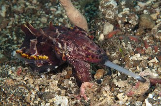 Adult flamboyant cuttlefish