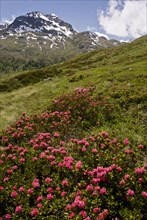 Rusty-leaved alpenrose