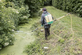 Spraying with chemical weed killer to eliminate duckweed
