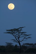 Moon over savannah at night