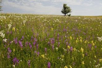 View of wildflowers in the vast grasslands around the Saxon village of Viscri
