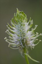 (Phyteuma spicatum)