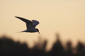 Common terns
