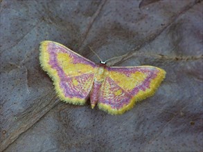 Purple-bordered moth