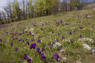 Flowering crimean iris