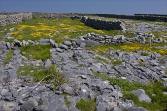 Limestone pavements and fields with dry stone walls