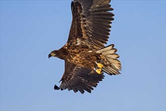Banded White-tailed Eagle