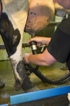 Dairy farmer in the milking parlour