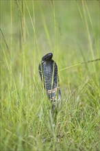 African Spitting Cobra