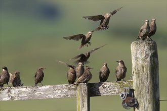 Juvenile common starling