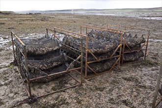 Oysters are covered by the tide in Loch Gruinart on Islay