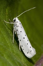 Spindle Ermine