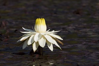 Night-blooming egyptian white water-lily