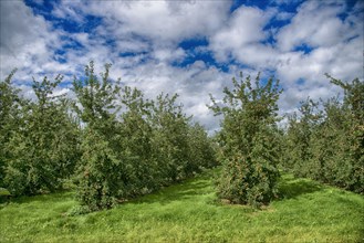 Orchard with cultivated apple tree