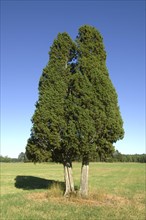 Common common juniper