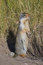 Colombian columbian ground squirrel