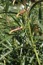 Mexican bush lobelia