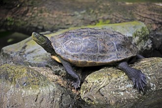 Chinese strip-necked turtle