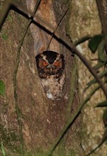 Rajah Scops-owl