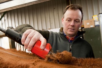 Farmer trimming hair off cattle