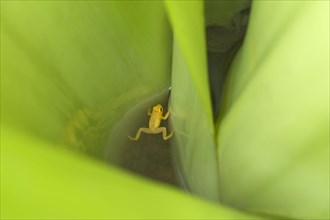 Golden poison dart frog