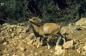 Cyprus Mouflon