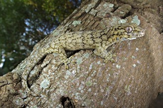 Adult Wahlberg's Velvet Gecko